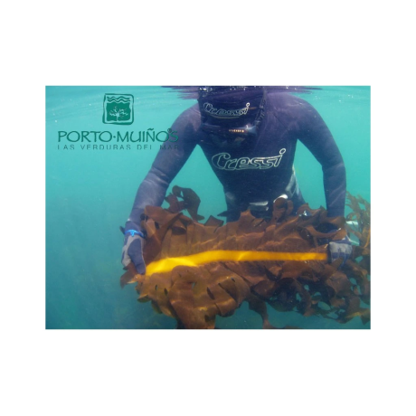 Porto-Muiños Sea Moss BIO 100 g | Mořský mech z Galicie | PegraStore