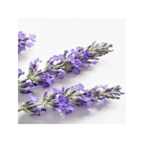 PALACIO Levandule tělový jogurt s pumpičkou 400 ml | PegraStore