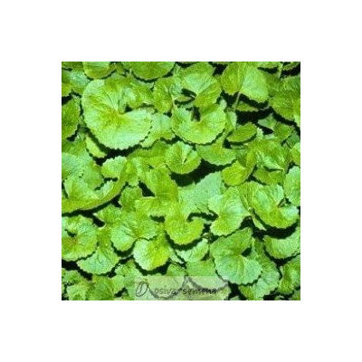 Gotu Kola vegetariánské kapsle 100 ks, PegraStore.cz