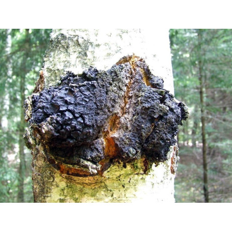 Nature Force Chaga (Čaga) – vegetariánské kapsle 100 ks | Pegrastore.cz