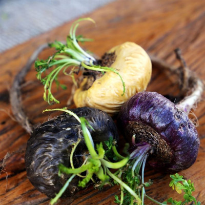 Premium Maca Powder BIO 150g