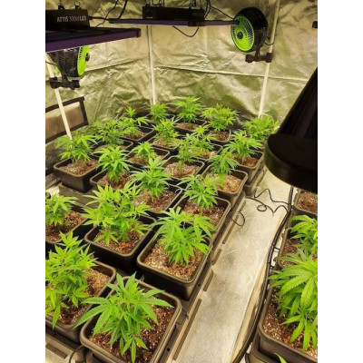 CBD květy 12% k dalšímu zpracování 2 g