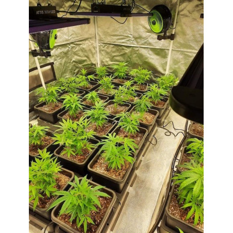 CBD květy 12% k dalšímu zpracování 2 g