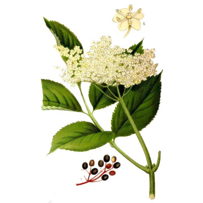 BEZ ČERNÝ KVĚT 50 gr