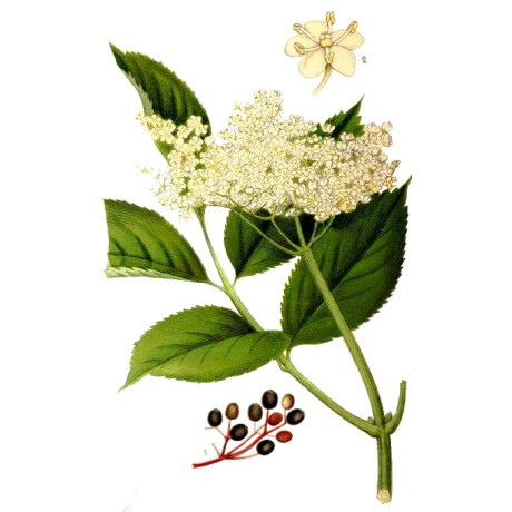 BEZ ČERNÝ KVĚT 50 gr