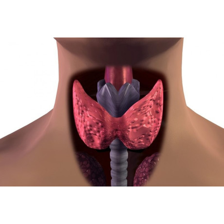 Jukl ŠTÍTNÁ ŽLÁZA - ZF 100 gr