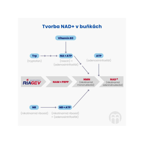 BrainMax NAD+ RiaGev, 750 mg, 100 rostlinných kapslí, PegraStore.cz