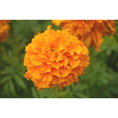 Naturgreen Lutein 120 vegan kapslí | Podpora zraku a očí | Pegrastore.cz